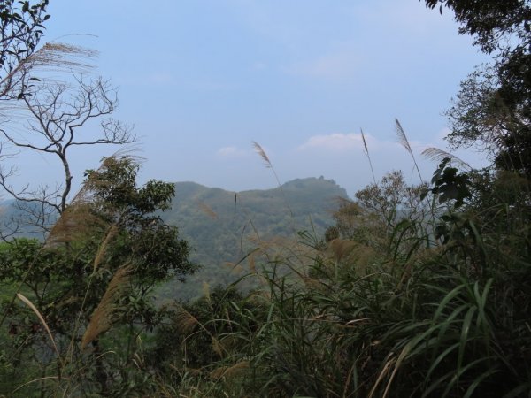 大湖尖山(順遊半天岩紫雲寺‧飲冰柿茶集‧曾記涼泉芳冰店)1351541