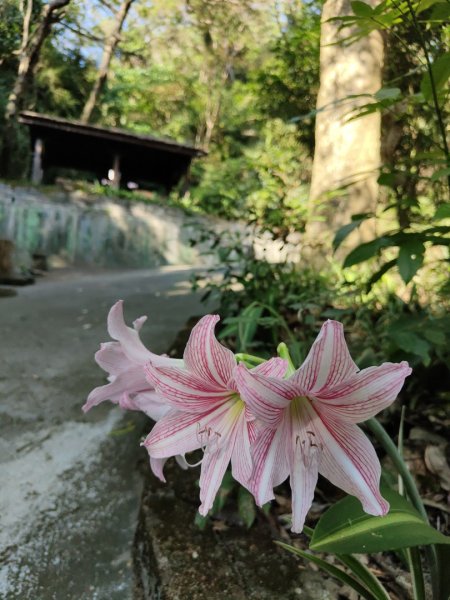 2023.11.15 新田登山步道登聚興山2494833