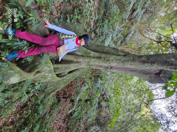 20260210南榮山.獅球嶺砲台群.劉銘傳隧道.天天鮮排骨飯2997137