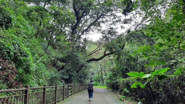 《彰化》玉蘭花香｜赤水崎公園步道及松柏坑山202308062241236