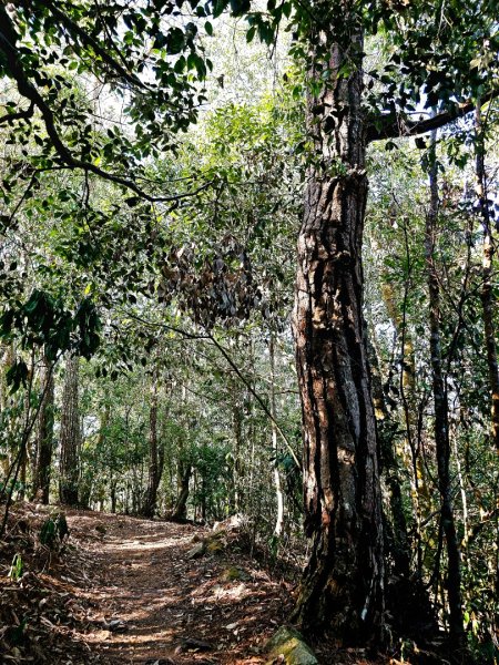 東卯山-谷關七雄(老五)2991586