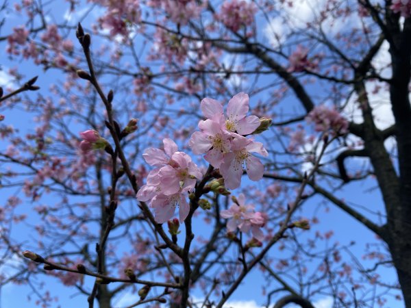 🚗從淡金公路出發｜三生步道櫻花與田園風光・春日療癒散步3018738