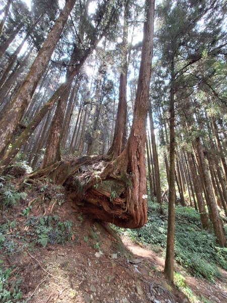 二萬坪山+屏遮那山+二萬坪神木區2439990