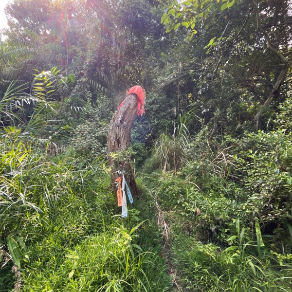 20250913_大橫屏山（南投小百岳）2941211