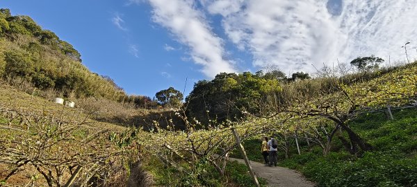 2026/02/15-后里觀音山+鳳凰山3005067