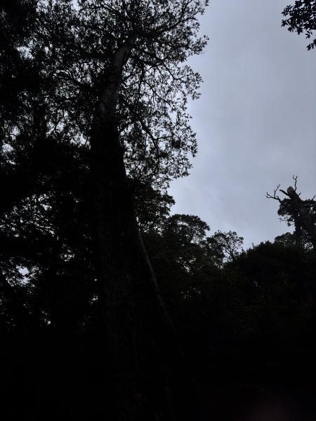 20250110 庫哈諾辛山(進涇橋登山口)2686245