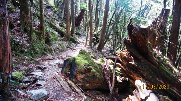 八仙山+佳保台山 ~ 挑戰雄關 辛辣凝香918569