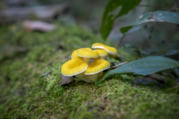 大小劍-油婆蘭全紀錄2674218