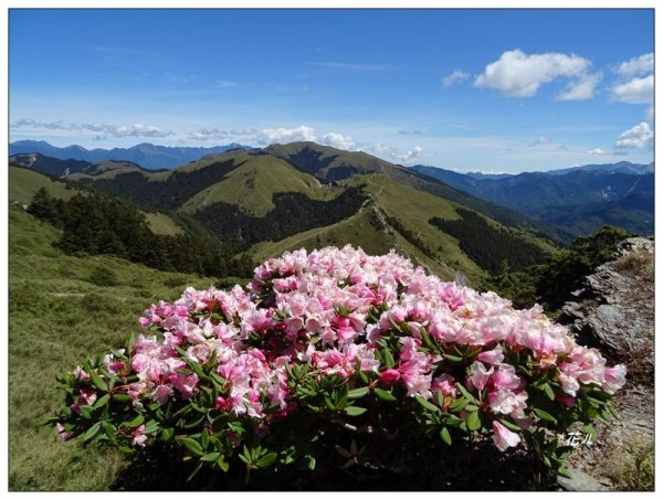 合歡東峰/杜鵑花盛開