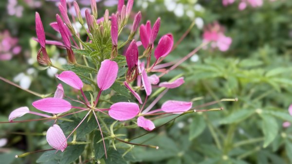 2025台北杜鵑花季｜大安森林公園｜迎曦花丘｜20250307｜峯花雪月2729813