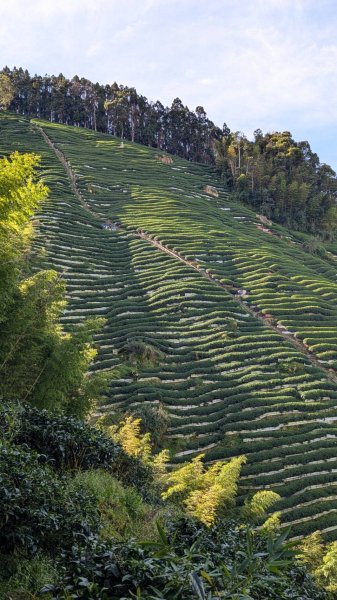 金柑樹山、忘憂森林步道｜嶺頭山2645514