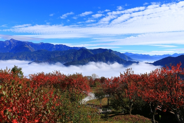 【新聞】秋高氣爽 阿里山遊樂區賞楓好去處