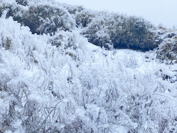 合歡銀白北國風情追雪趣 20211111235460