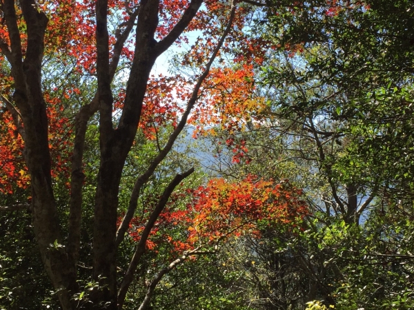 20151213尖石鄉屯野台山石麻達山27952