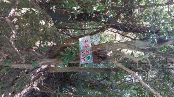 20250816_天上山系望月亭桐花段2863446