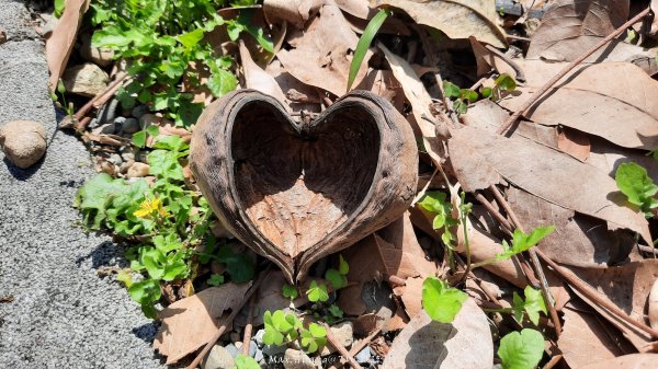 《彰化》登山逛市集｜臥龍坡步道環藤山步道202503222740492
