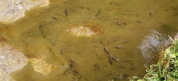 獅潭觀魚步道-2026/03/29