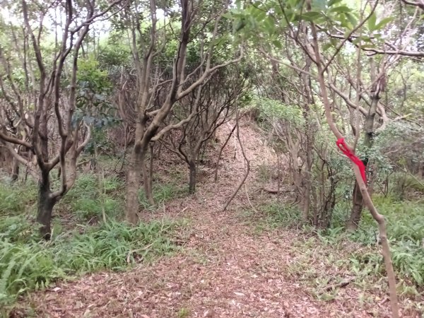 瑞芳區金瓜石砲台山+無耳茶壺山(黃金三稜)+煙囪(山)稜(黃金二稜)+水管路O型2926196
