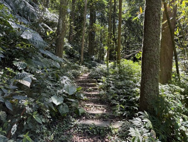[淡蘭古道] 2026_0315 南路第三段_獵狸尖步道3017260