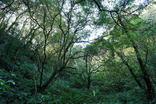 新北 烏來 美鹿山、高腰山、拔刀爾山、小巫山2703496