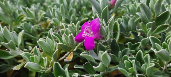 《台中》冬日暖陽｜筏子溪門戶迎賓水岸廊道健行賞鳥202601182983607