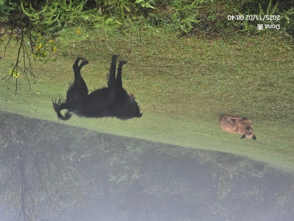 陽明東缺西縱走五連峰+小油坑山(H834m)2928977
