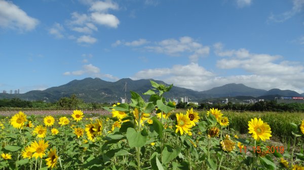 大屯&小觀音主/西&關渡花田補考735939