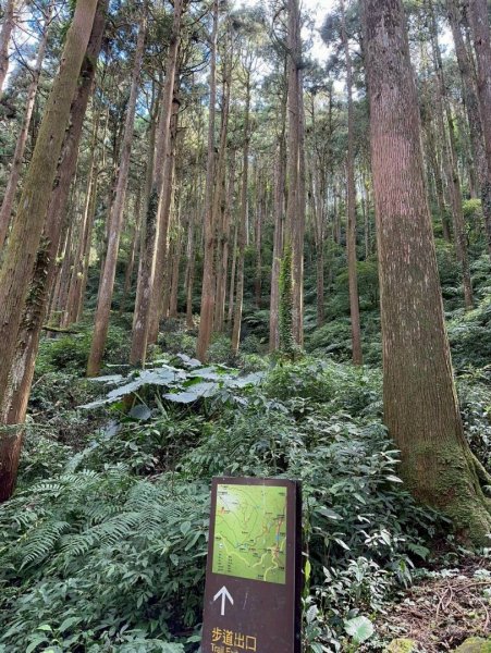 20251029石棹茶、霧、雲、霞、櫻、愛之道 樂野山 霹靂山2926619