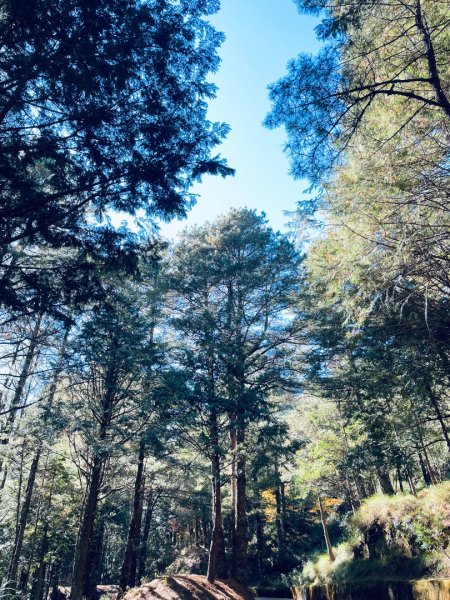 20241230 大雪山神木步道2745384