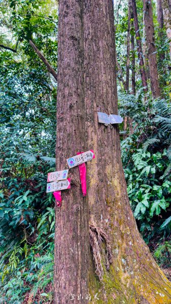水沙漣古道｜二坪山2979995