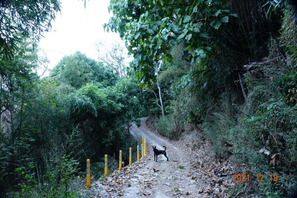 臺中 東勢 石圍牆山1555342