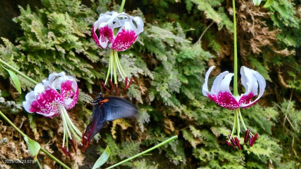 #二格山 #霞光 #日出 #艷紅鹿子百合 #大鳳蝶雄蝶 #紅花石蒜 #彼岸花 8/232867770