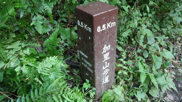 加里山登山健行趣(小百岳42)1527214