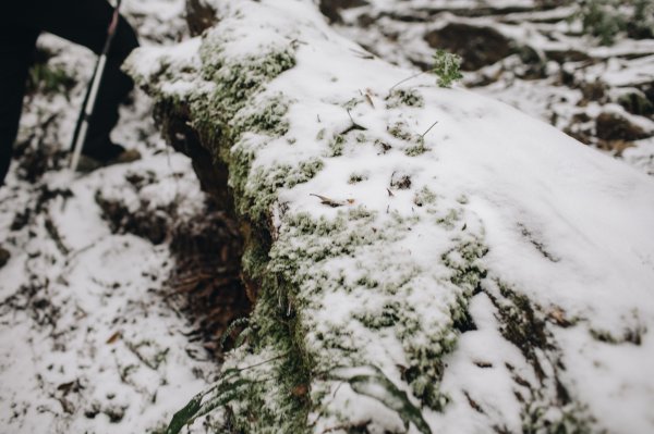 【塔曼山】雪季的糖霜白雪森林1234605