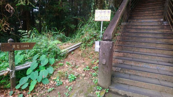 溪頭天文台登山步道、神木步道1523943