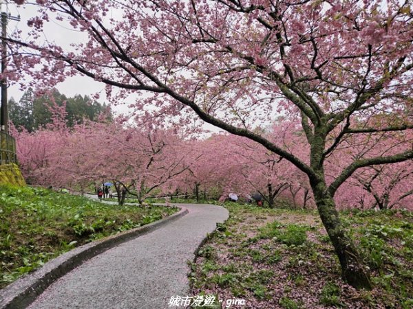 【台中和平】2026福壽山農場千櫻園賞櫻季3010678
