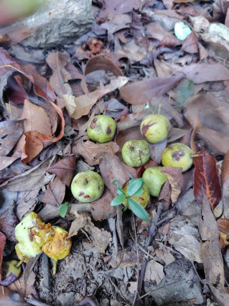 唐麻丹山 蝴蝶谷2918800