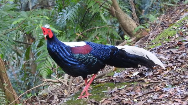 翡翠水庫壩頂 #火燒雲雲海 #日出雲海 #鱷魚島 #藍腹鷴 4/292773462