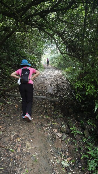 2025-0505 觀音山土路追桐花+牛港稜步道2781375