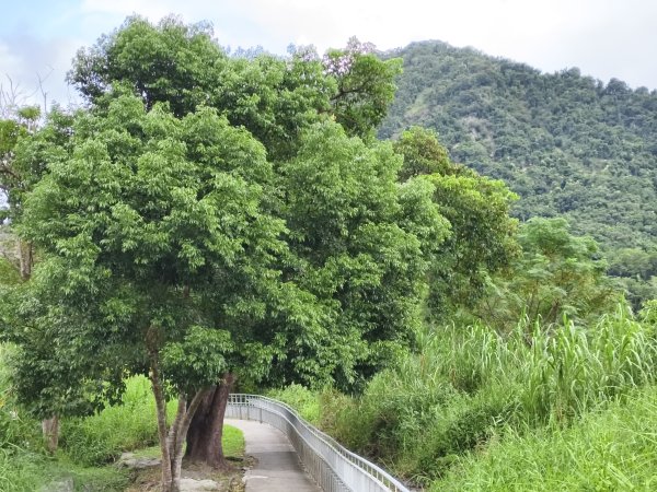 [漫遊縱谷 愛在花東-04/10] 2025_1011 羅山村竹林步道2913253