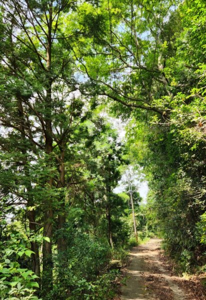 【中級山】有熊森林，谷關三雌白冷山2741086