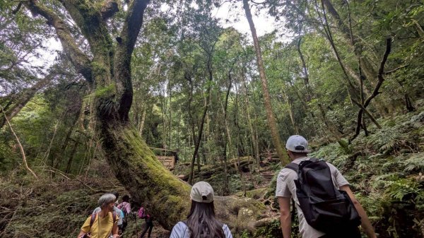 鎮西堡巨木步道群 (B區)2861210
