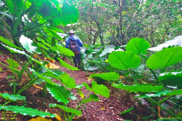 芒裡偷閒-大嶺古道飛越桃源谷1155259