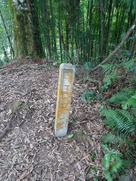 台灣小百岳第54座-南投鹿谷金柑樹山217598