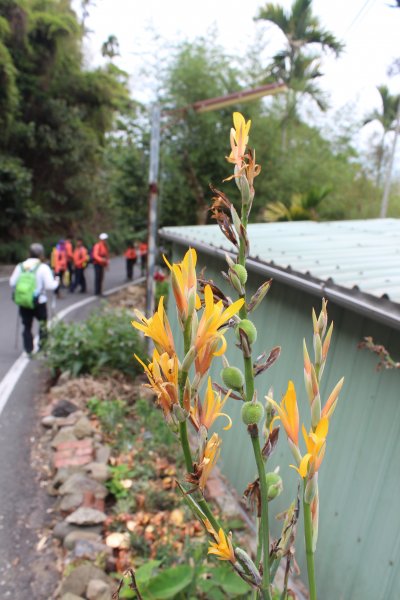 20210417雲林後棟仔山大尖二尖山1358950