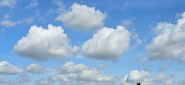 拉拉山巨木步道-塔曼山步道_202407022569696