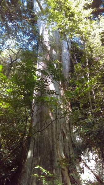 高聳雲天的檜山巨木群步道718786