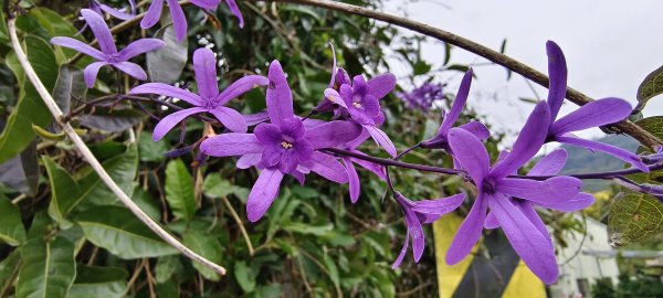 2025/02/08_苦苓腳古道2709261