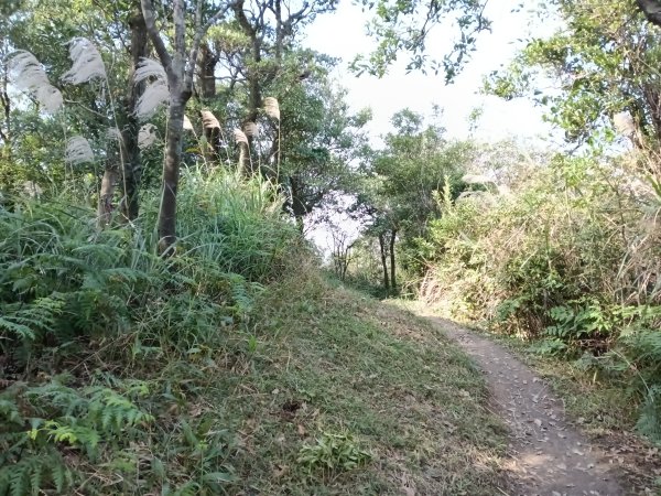 汐止區茄苳越嶺古道+上鹿窟崙山+九層坪山+四分尾山+大尖山8字走2981639