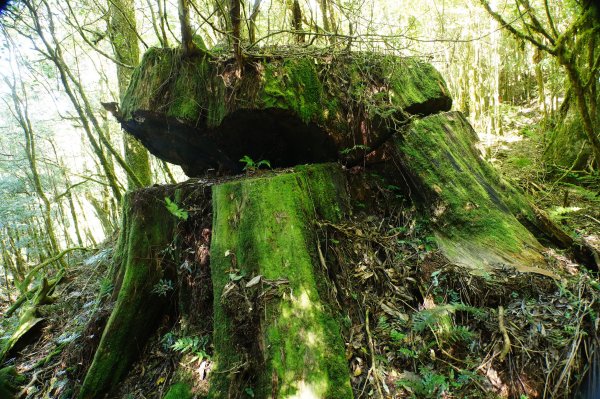 桃園 復興 把家灣山、低陸山2865360